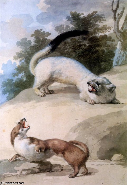Wikioo.org - The Encyclopedia of Fine Arts - Painting, Artwork by Aert Schouman - Ermine and weasel Sun
