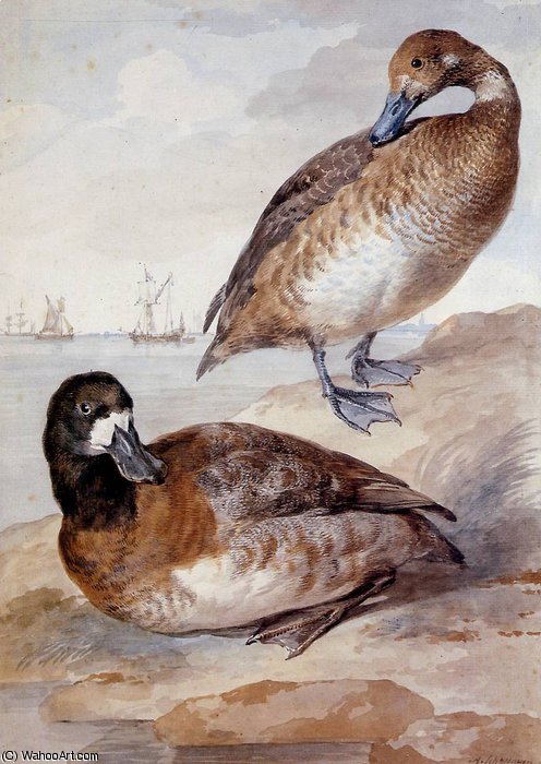 WikiOO.org - Εγκυκλοπαίδεια Καλών Τεχνών - Ζωγραφική, έργα τέχνης Aert Schouman - Pair of ducks Sun