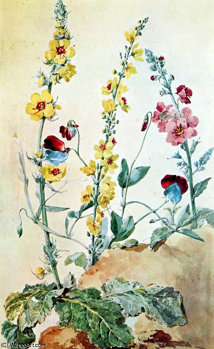 WikiOO.org - Encyclopedia of Fine Arts - Lukisan, Artwork Aert Schouman - Plants on a clumb of earth Sun
