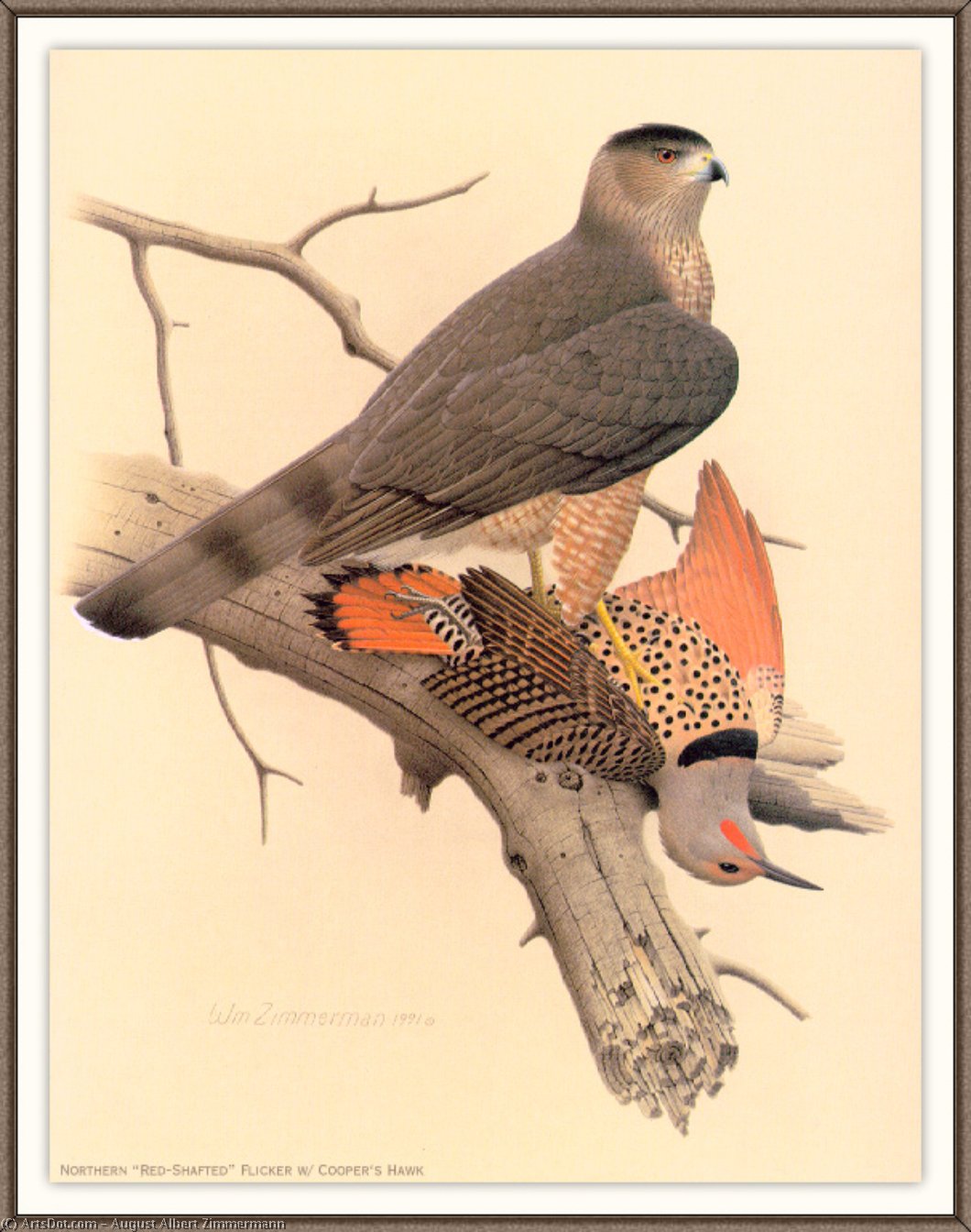 Wikioo.org - The Encyclopedia of Fine Arts - Painting, Artwork by August Albert Zimmermann - northern red-shafted flicker