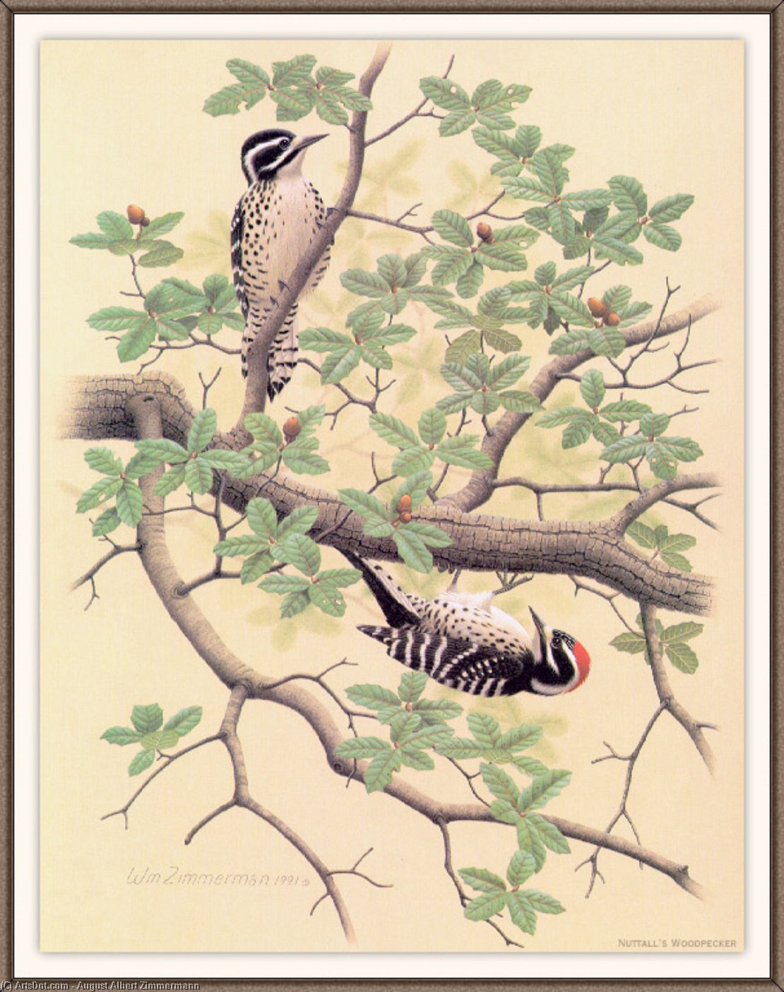 Wikioo.org - The Encyclopedia of Fine Arts - Painting, Artwork by August Albert Zimmermann - nuttalls woodpecker
