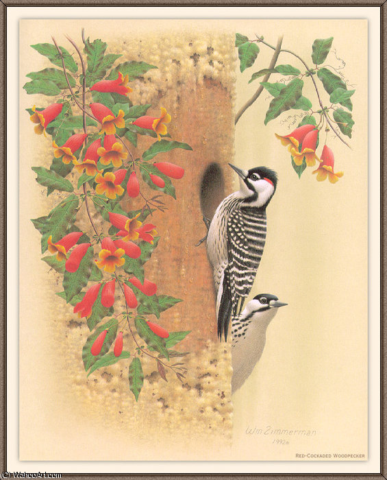 Wikioo.org - สารานุกรมวิจิตรศิลป์ - จิตรกรรม August Albert Zimmermann - red-cockaded woodpecker