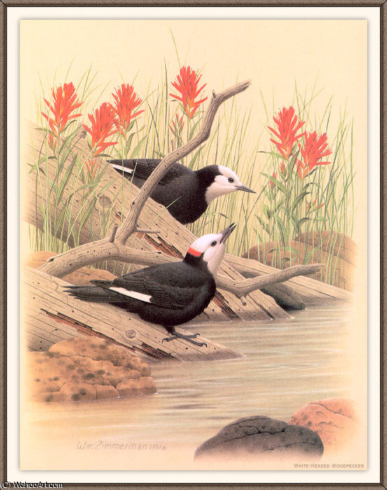 Wikioo.org - สารานุกรมวิจิตรศิลป์ - จิตรกรรม August Albert Zimmermann - white-headed woodpecker