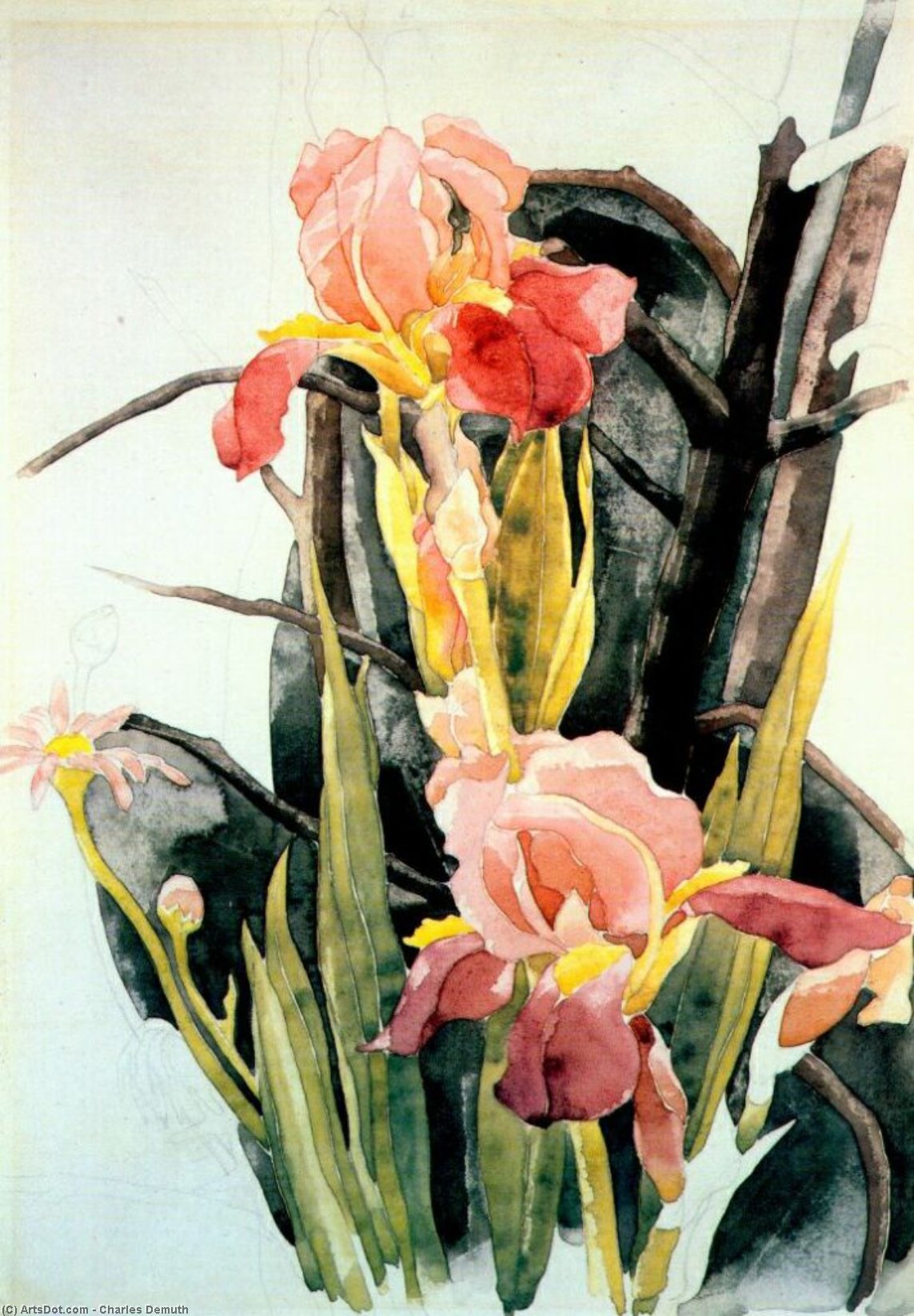Wikioo.org - The Encyclopedia of Fine Arts - Painting, Artwork by Charles Demuth - flowers - irises