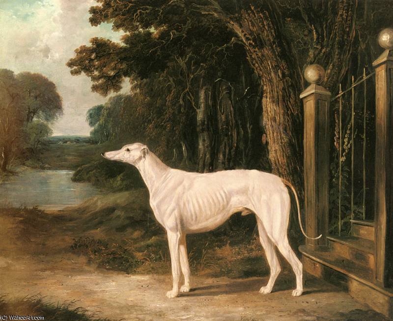 WikiOO.org - Encyclopedia of Fine Arts - Schilderen, Artwork John Frederick Herring Junior - vandeau a white greyhound
