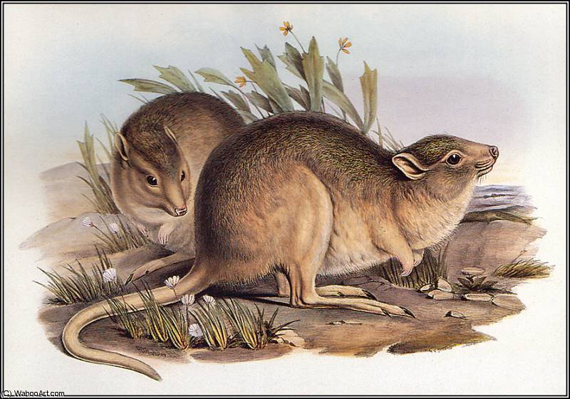 WikiOO.org - Εγκυκλοπαίδεια Καλών Τεχνών - Ζωγραφική, έργα τέχνης John Gould - desert rat - kangaroo