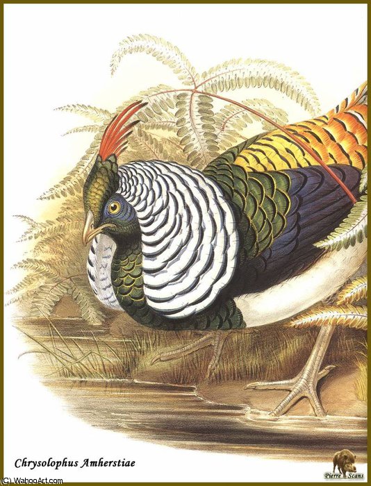Wikioo.org - The Encyclopedia of Fine Arts - Painting, Artwork by John Gould - Faisan de Lady Amherst