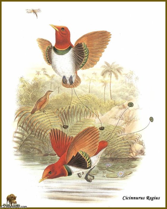 Wikioo.org - The Encyclopedia of Fine Arts - Painting, Artwork by John Gould - manucode royal