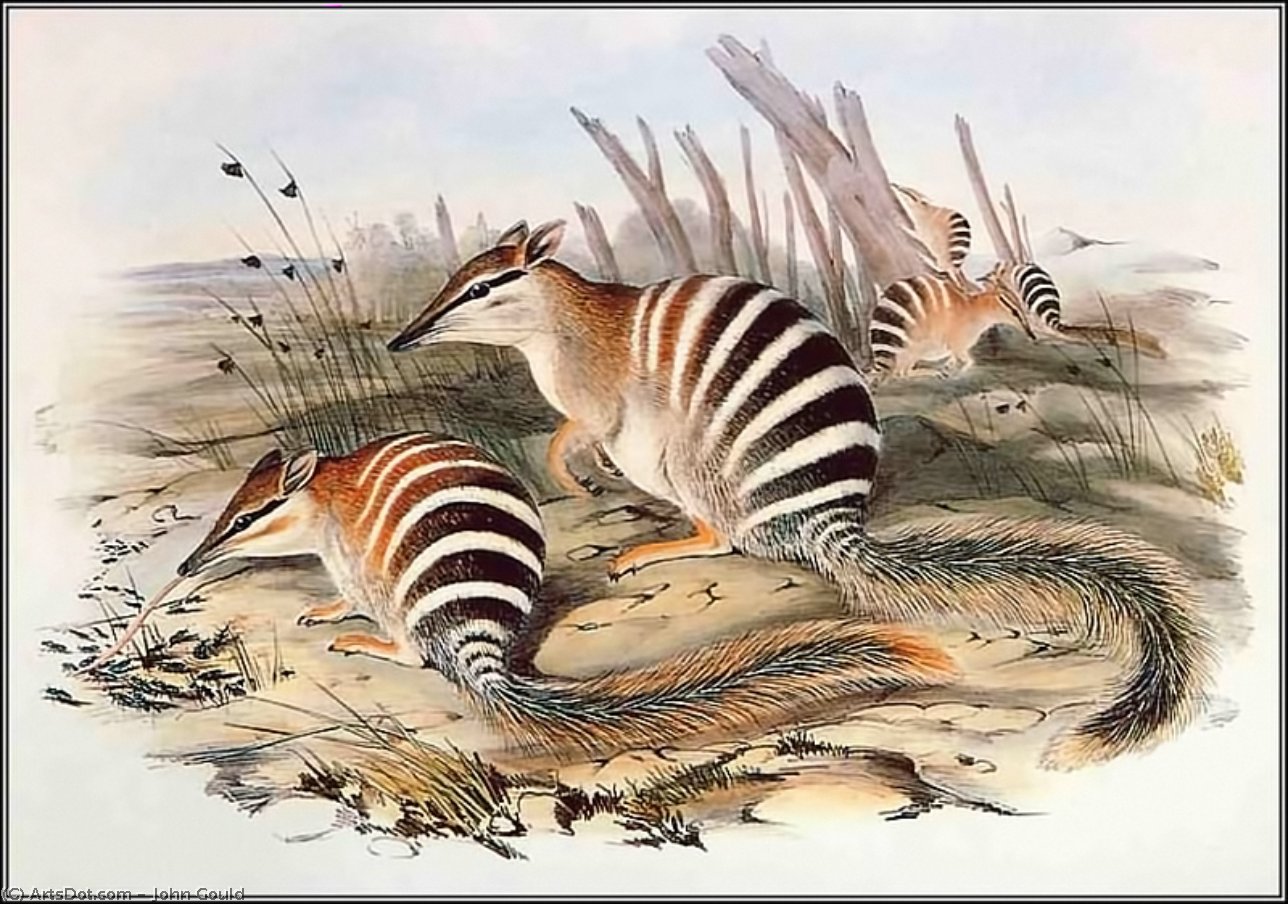 Wikioo.org - The Encyclopedia of Fine Arts - Painting, Artwork by John Gould - numbat