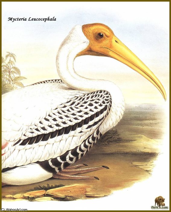 Wikioo.org - สารานุกรมวิจิตรศิลป์ - จิตรกรรม John Gould - tantale indien