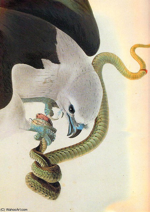 WikiOO.org - Enciklopedija dailės - Tapyba, meno kuriniai John James Audubon - American Swallow-Tailed Kite