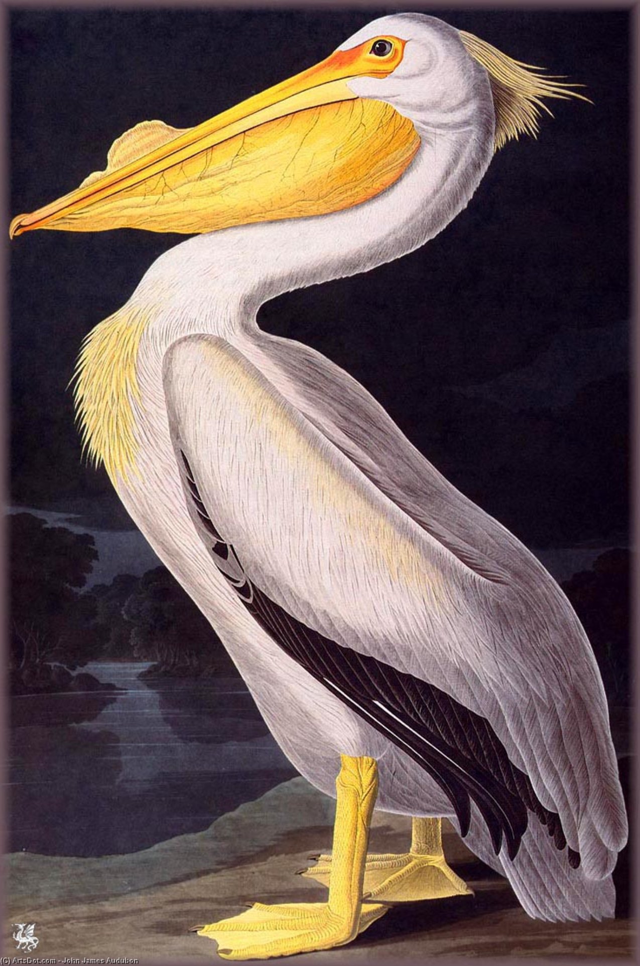 WikiOO.org - Enciklopedija dailės - Tapyba, meno kuriniai John James Audubon - american white pelican