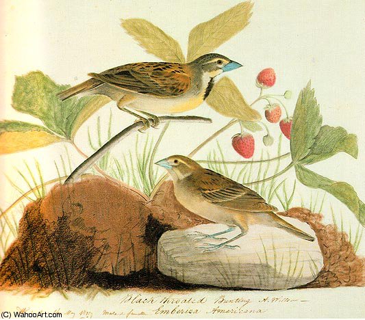 WikiOO.org - Encyclopedia of Fine Arts - Schilderen, Artwork John James Audubon - Black Throated Bunting (Dickcissel)