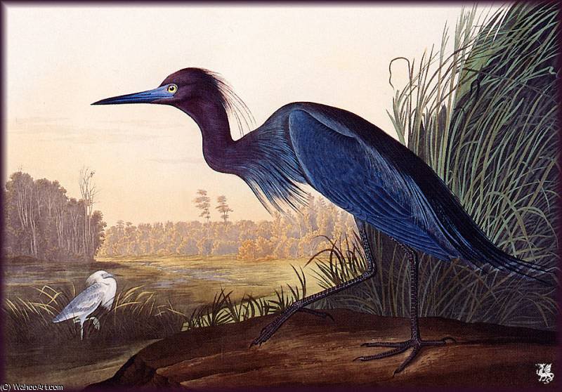 Wikioo.org – La Enciclopedia de las Bellas Artes - Pintura, Obras de arte de John James Audubon - azul jeron grúa