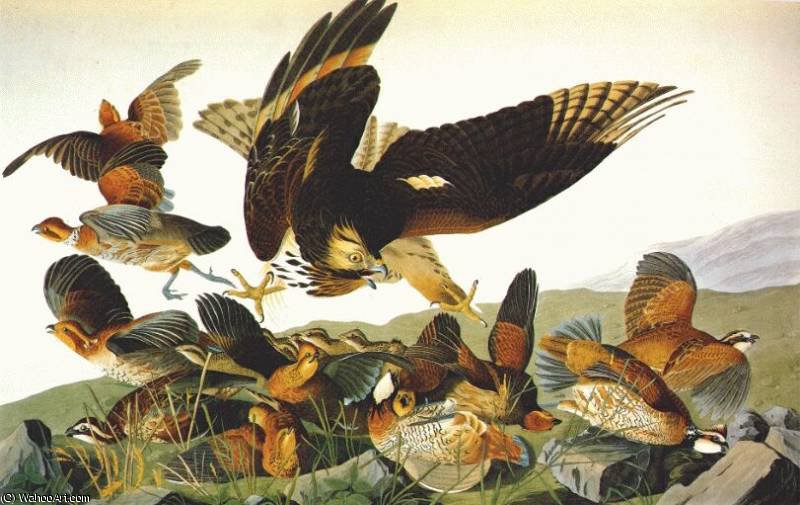 WikiOO.org – 美術百科全書 - 繪畫，作品 John James Audubon - 短发 白  弗吉尼亚州  鹧鸪  -