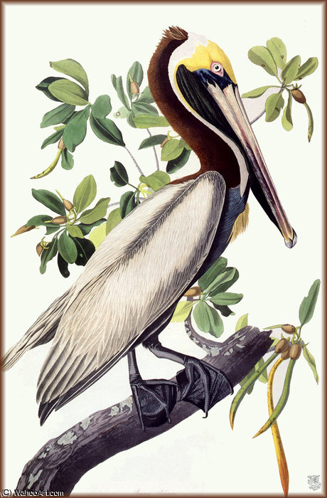 WikiOO.org - Encyclopedia of Fine Arts - Maalaus, taideteos John James Audubon - brown pelican
