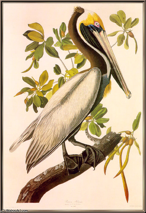 WikiOO.org - Εγκυκλοπαίδεια Καλών Τεχνών - Ζωγραφική, έργα τέχνης John James Audubon - brown pelican