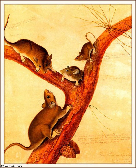 Wikioo.org - The Encyclopedia of Fine Arts - Painting, Artwork by John James Audubon - florida rat