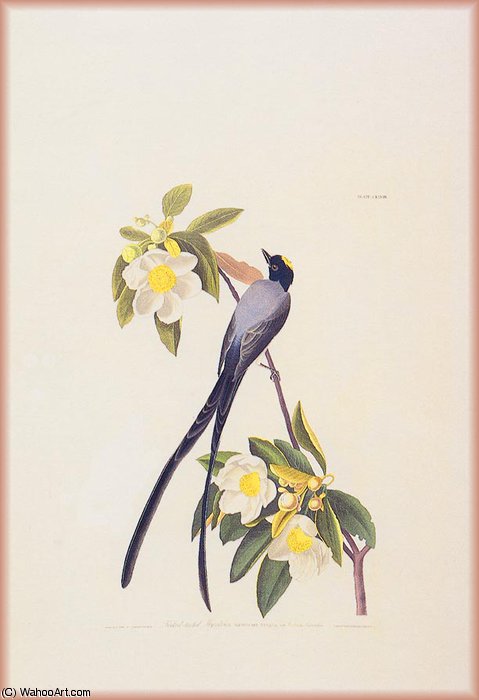 WikiOO.org - Encyclopedia of Fine Arts - Målning, konstverk John James Audubon - fly catcher