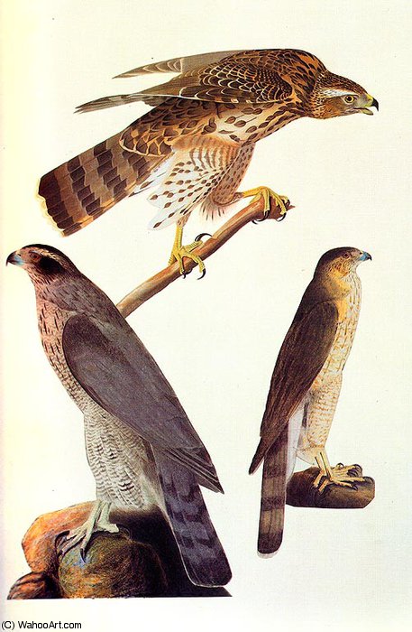 WikiOO.org - Encyclopedia of Fine Arts - Maalaus, taideteos John James Audubon - Goshawk and Coopers Hawk