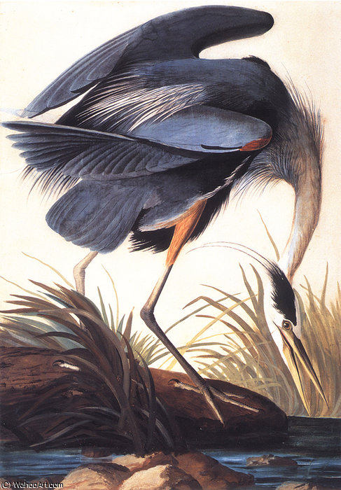 WikiOO.org - Εγκυκλοπαίδεια Καλών Τεχνών - Ζωγραφική, έργα τέχνης John James Audubon - great blue heron