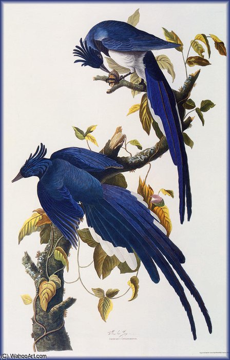 WikiOO.org - Encyclopedia of Fine Arts - Maalaus, taideteos John James Audubon - jays