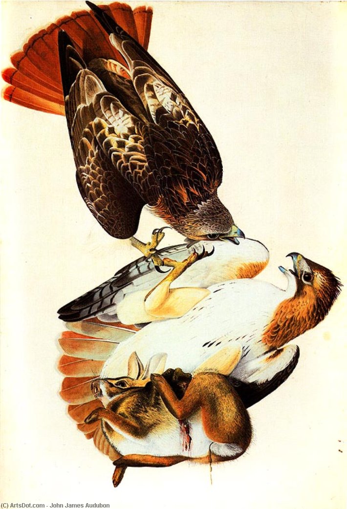 Wikioo.org - The Encyclopedia of Fine Arts - Painting, Artwork by John James Audubon - Red Tailed Hawk (painted in Louisiana in and later reworked)