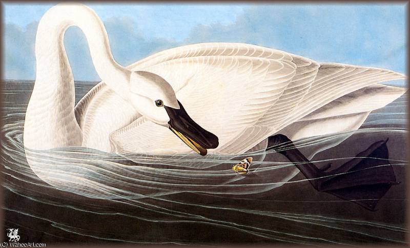 Wikioo.org - Encyklopedia Sztuk Pięknych - Malarstwo, Grafika John James Audubon - trumpeter swan
