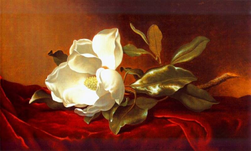 Wikioo.org - The Encyclopedia of Fine Arts - Painting, Artwork by Martin Johnson Heade - a magnolia on red velvet