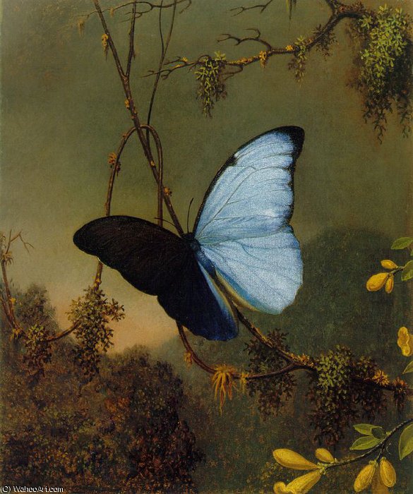 Wikioo.org – La Enciclopedia de las Bellas Artes - Pintura, Obras de arte de Martin Johnson Heade - mariposa azul morfo