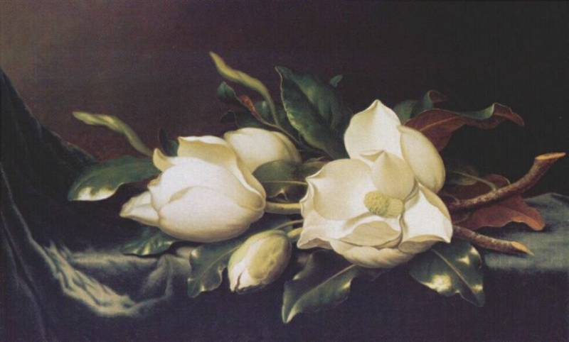 Wikioo.org - สารานุกรมวิจิตรศิลป์ - จิตรกรรม Martin Johnson Heade - magnolias