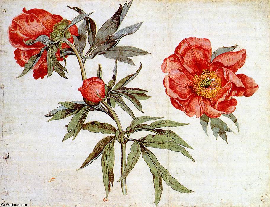 WikiOO.org - Encyclopedia of Fine Arts - Maleri, Artwork Martin Schongauer - Study of Peonies