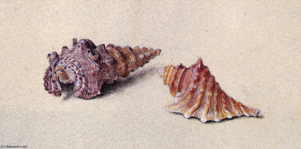 Wikioo.org - The Encyclopedia of Fine Arts - Painting, Artwork by John Ruskin - Study of Two Shells