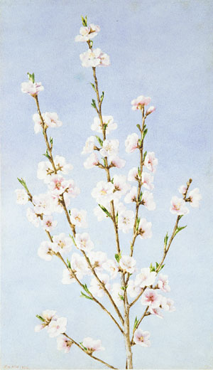 WikiOO.org - 백과 사전 - 회화, 삽화 John William Hill - Peach blossoms