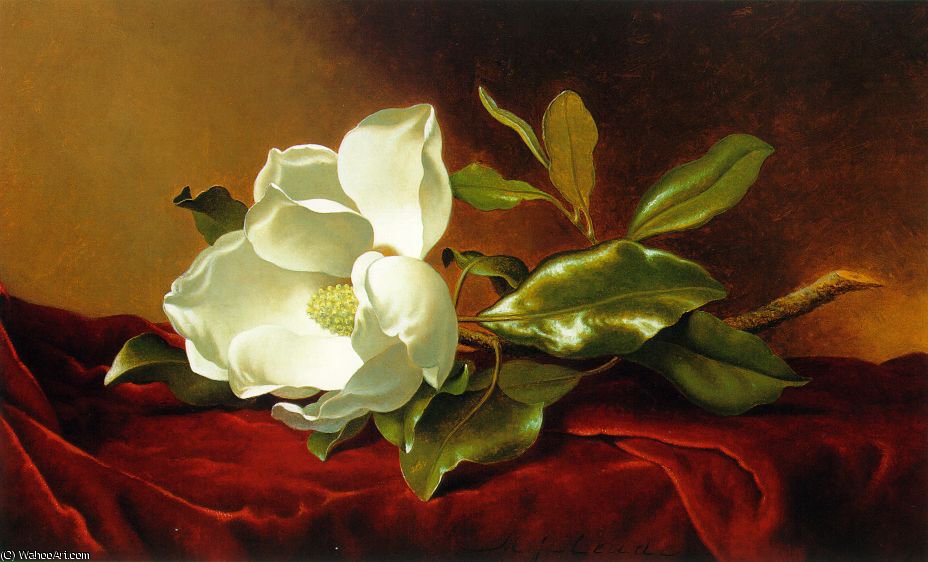 Wikioo.org - The Encyclopedia of Fine Arts - Painting, Artwork by Martin Johnson Heade - A Magnolia on Red Velvet ATC