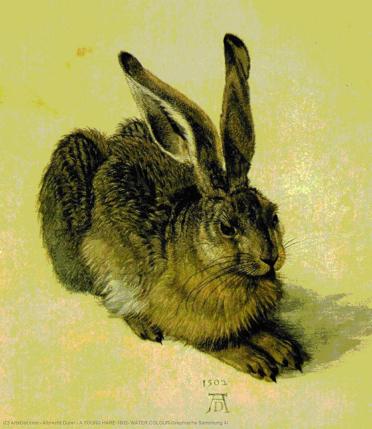 Wikioo.org - The Encyclopedia of Fine Arts - Painting, Artwork by Albrecht Durer - A YOUNG HARE,1502, WATER COLOUR,Graphische Sammlung Al