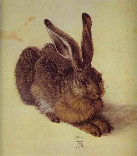 Wikioo.org - สารานุกรมวิจิตรศิลป์ - จิตรกรรม Albrecht Durer - A young hare