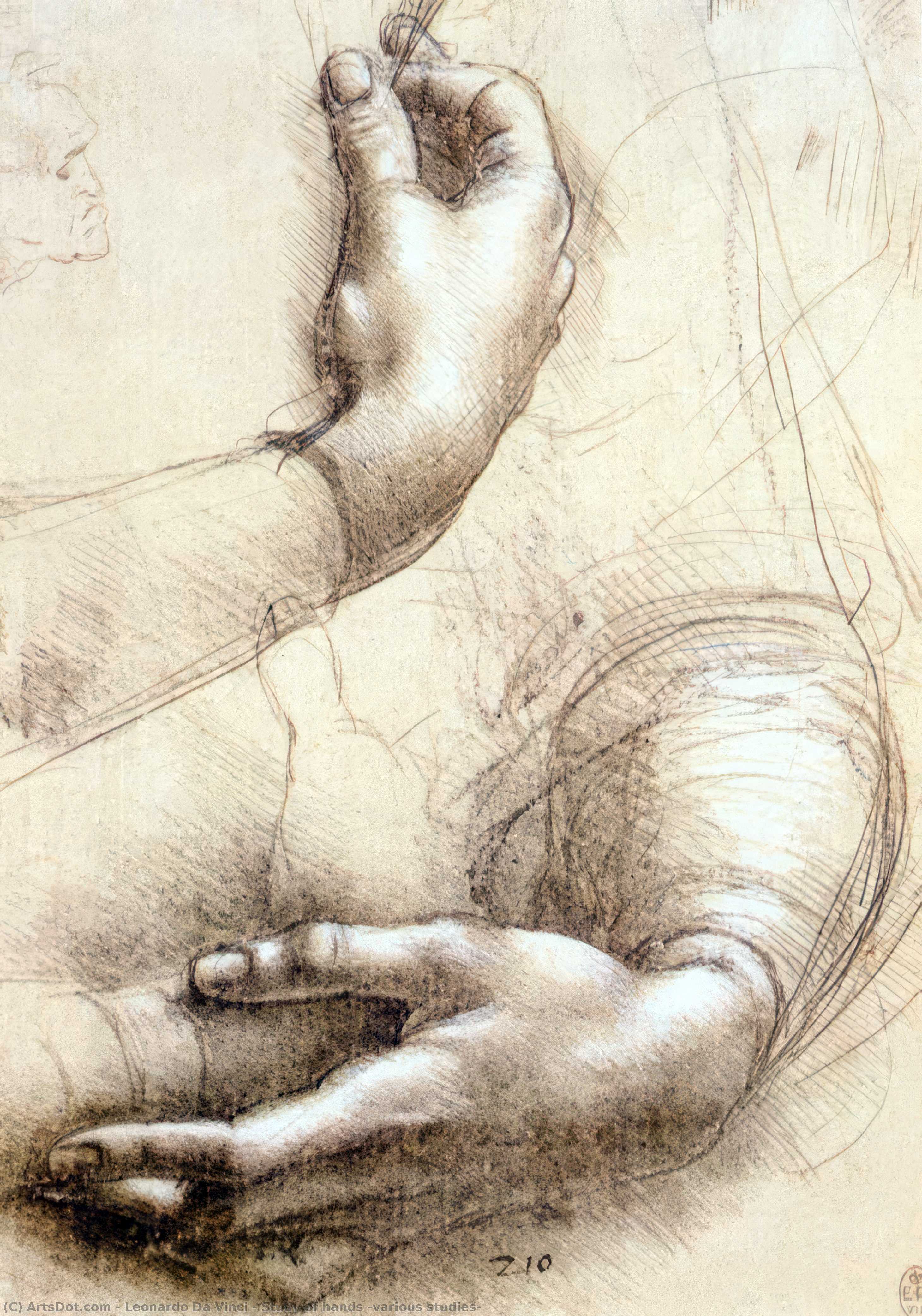 Wikioo.org - The Encyclopedia of Fine Arts - Painting, Artwork by Leonardo Da Vinci - various studies-Study of hands