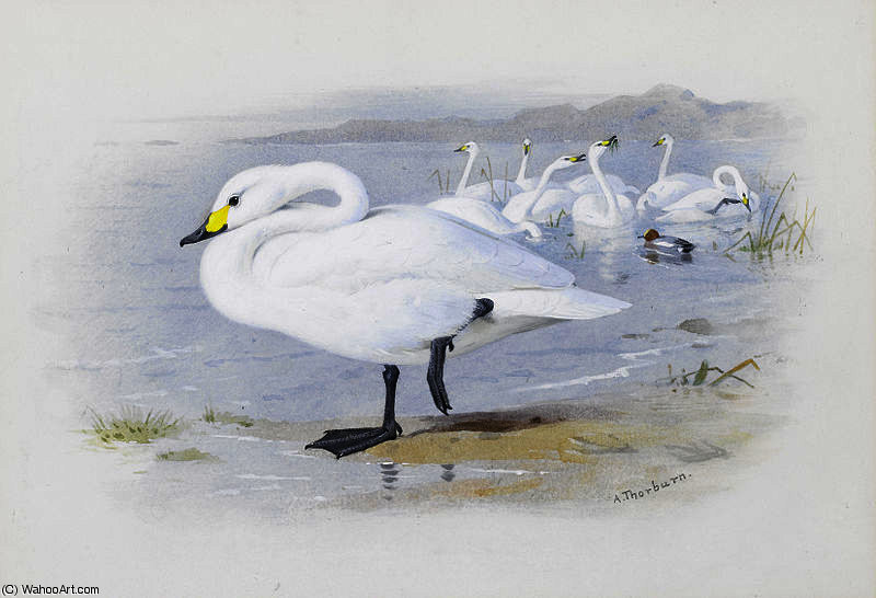 WikiOO.org - Encyclopedia of Fine Arts - Maleri, Artwork Archibald Thorburn - Bewick's swan