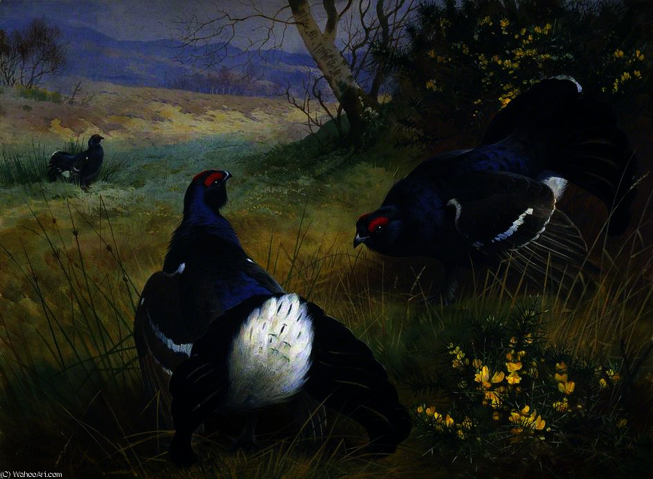 WikiOO.org - Enciclopédia das Belas Artes - Pintura, Arte por Archibald Thorburn - Black grouse