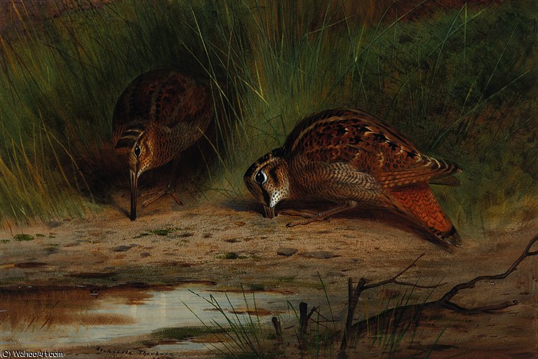 Wikioo.org - The Encyclopedia of Fine Arts - Painting, Artwork by Archibald Thorburn - Pair of woodcocks feeding