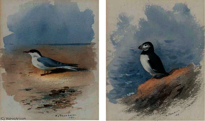 WikiOO.org - Encyclopedia of Fine Arts - Maleri, Artwork Archibald Thorburn - Study of a puffin; and study of a seagull