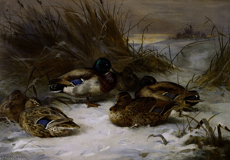 WikiOO.org - Encyclopedia of Fine Arts - Lukisan, Artwork Archibald Thorburn - Winter landscape with mallard