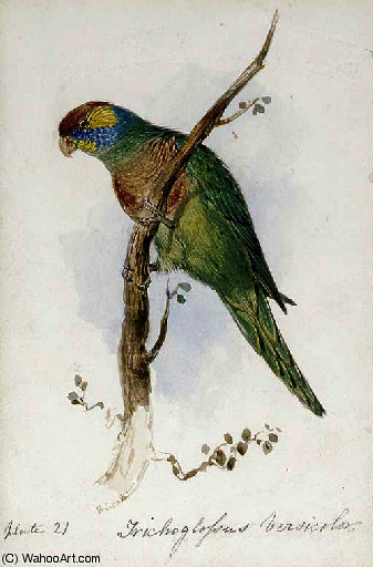 Wikoo.org - موسوعة الفنون الجميلة - اللوحة، العمل الفني Edward Lear - A great green macaw, macrocercus militaris