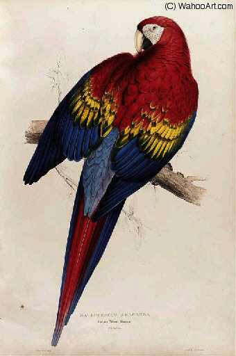 Wikioo.org - The Encyclopedia of Fine Arts - Painting, Artwork by Edward Lear - Family of Psittacidae