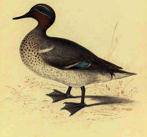 Wikioo.org - The Encyclopedia of Fine Arts - Painting, Artwork by Edward Lear - Study of a teal