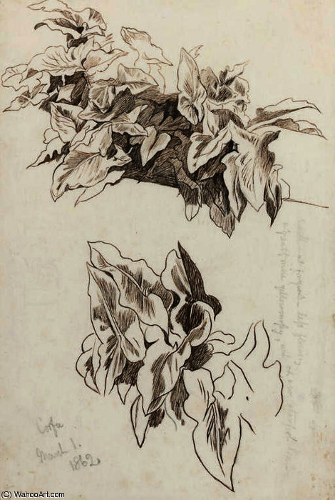 Wikioo.org - The Encyclopedia of Fine Arts - Painting, Artwork by Edward Lear - Study of ivy, corfu