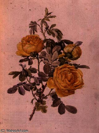 WikiOO.org - אנציקלופדיה לאמנויות יפות - ציור, יצירות אמנות Alfred Parsons - Rosa genus