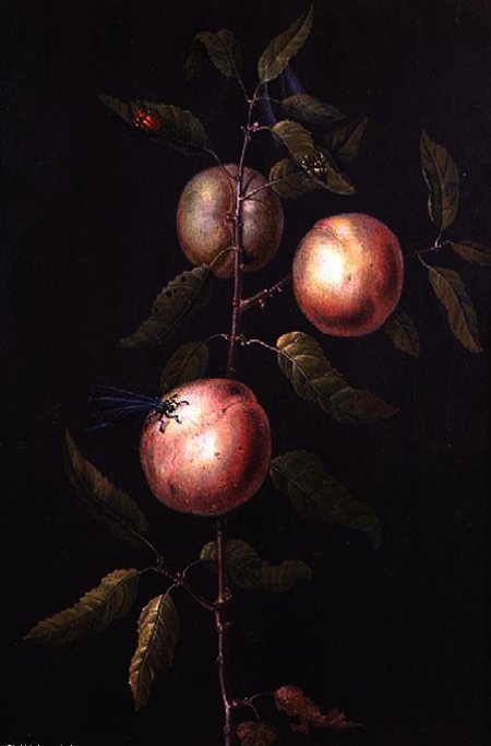 Wikioo.org - The Encyclopedia of Fine Arts - Painting, Artwork by Barbara Regina Dietzsch - Branch of a Pear Tree
