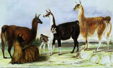 Wikioo.org - The Encyclopedia of Fine Arts - Painting, Artwork by Benjamin Waterhouse Hawkins - A Group of Llamas